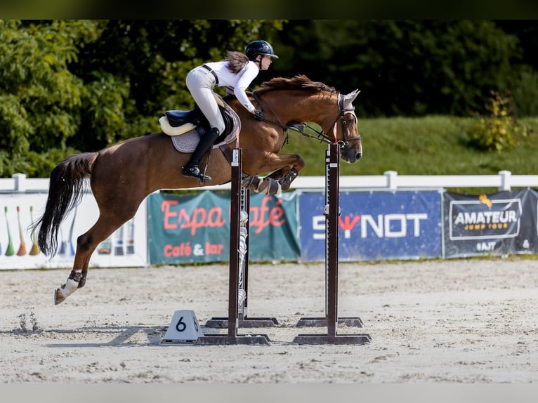 Slowakisches Warmblut Stute 12 Jahre 169 cm Fuchs in Prag