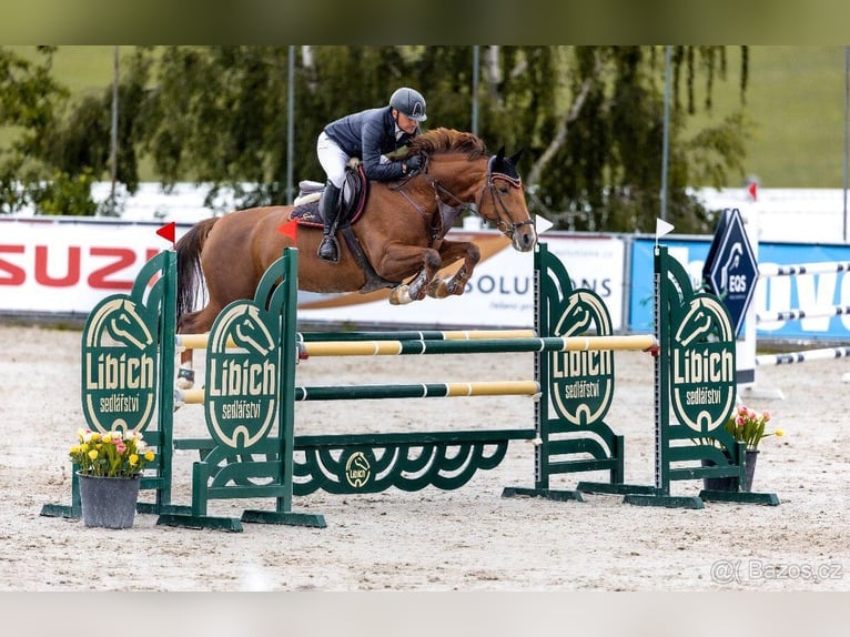 Slowakisches Warmblut Stute 12 Jahre Fuchs in Královice