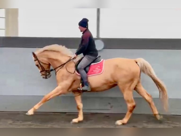 Slowakisches Warmblut Stute 13 Jahre 175 cm Palomino in Litomysl