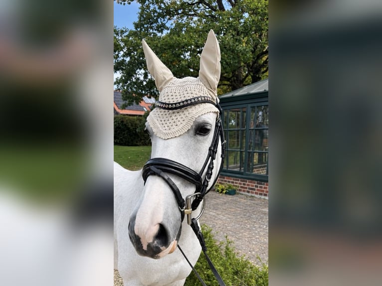 Slowakisches Warmblut Stute 14 Jahre 154 cm Schimmel in Radolfzell am Bodensee