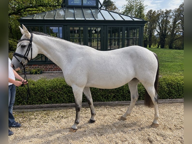 Slowakisches Warmblut Stute 14 Jahre 154 cm Schimmel in Radolfzell am Bodensee