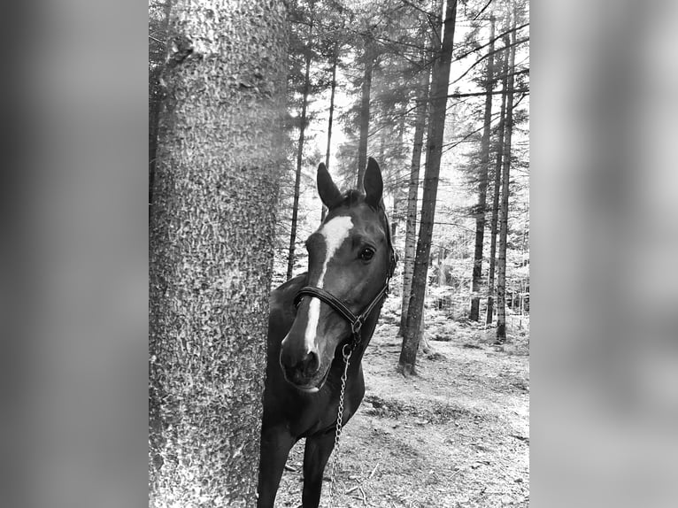 Slowakisches Warmblut Stute 14 Jahre 165 cm Brauner in Niederbüren