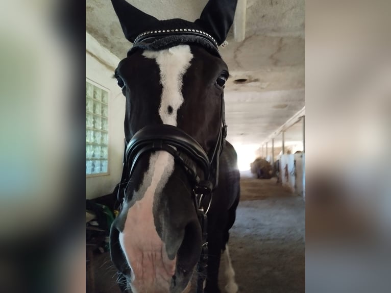 Slowakisches Warmblut Stute 15 Jahre 170 cm Rappe in Benešov