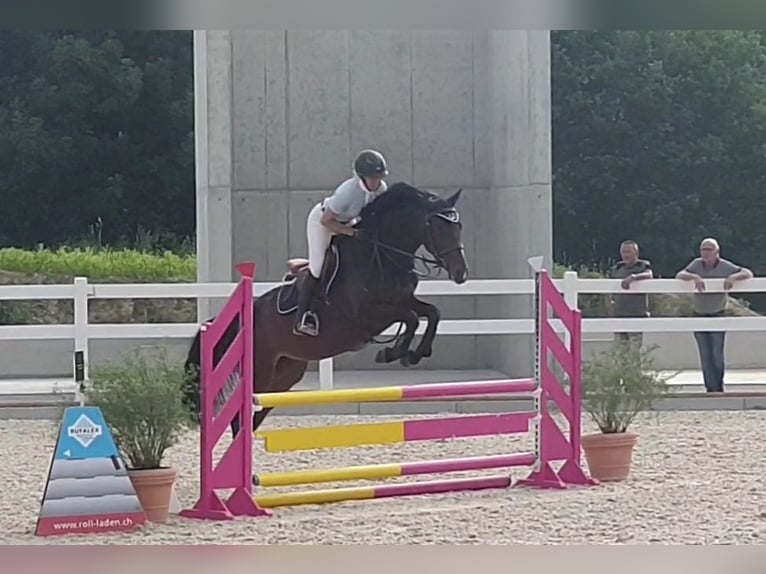 Slowakisches Warmblut Stute 18 Jahre 164 cm Dunkelbrauner in Bottenwil