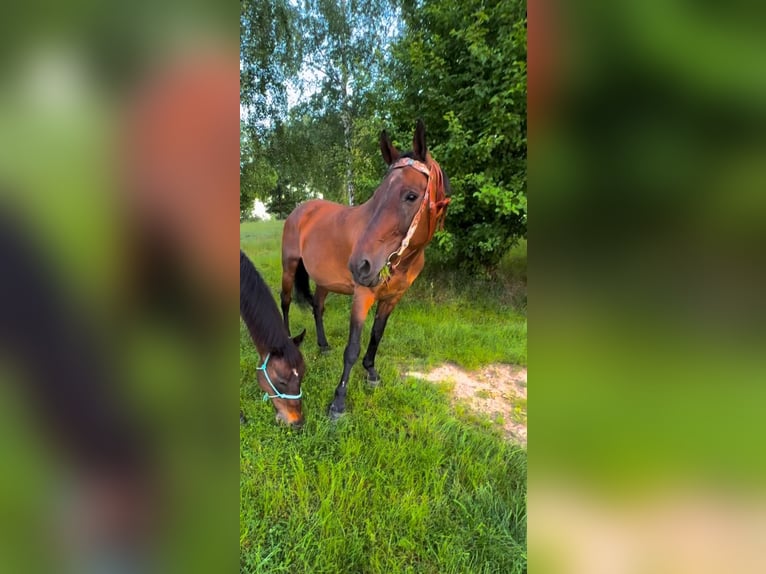 Slowakisches Warmblut Stute 18 Jahre 167 cm Dunkelbrauner in Teplice