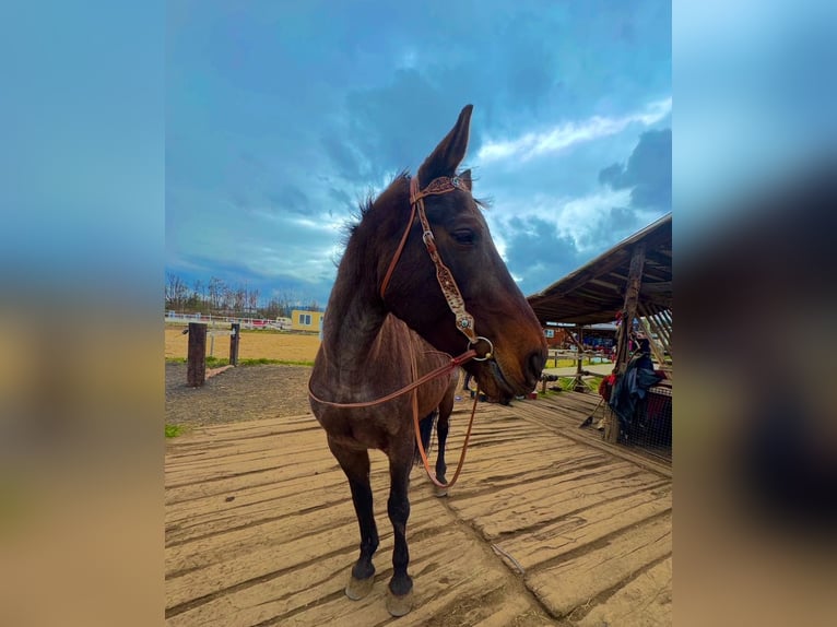 Slowakisches Warmblut Stute 18 Jahre 167 cm Dunkelbrauner in Teplice