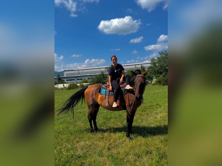 Slowakisches Warmblut Stute 18 Jahre 167 cm Dunkelbrauner in Teplice