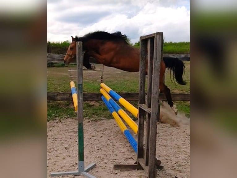 Slowakisches Warmblut Stute 2 Jahre 153 cm Rotbrauner in Červený Újezd