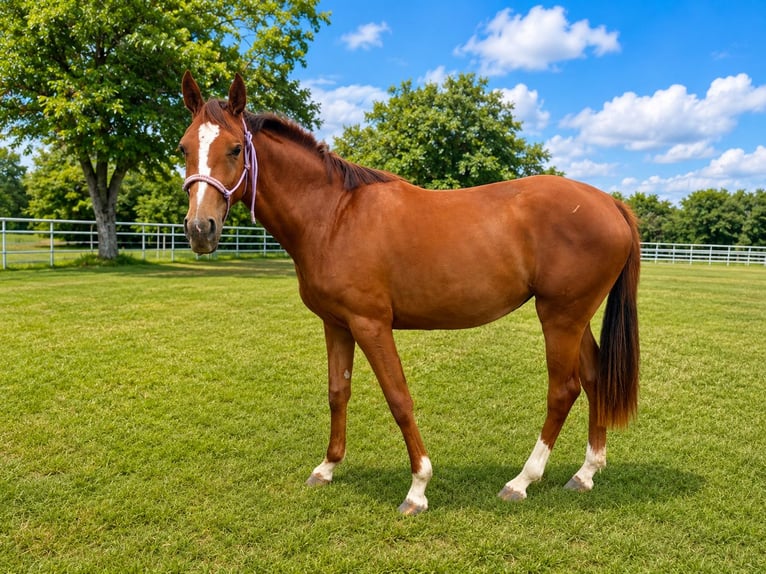 Slowakisches Warmblut Stute 2 Jahre Red Dun in Uzovská Panica