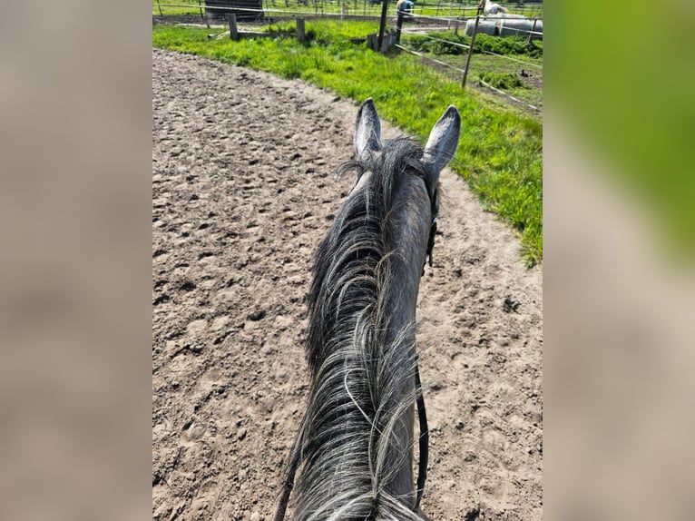 Slowakisches Warmblut Stute 4 Jahre 162 cm Schimmel in Dettighofen