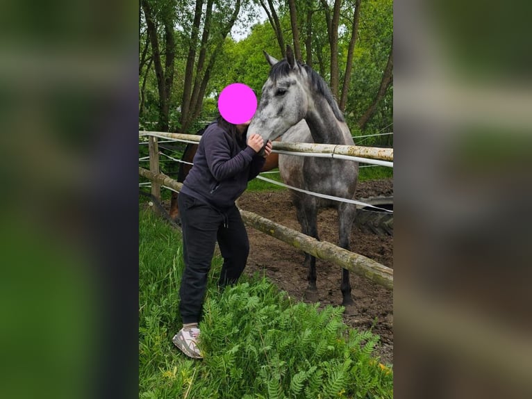 Slowakisches Warmblut Stute 4 Jahre 162 cm Schimmel in Dettighofen