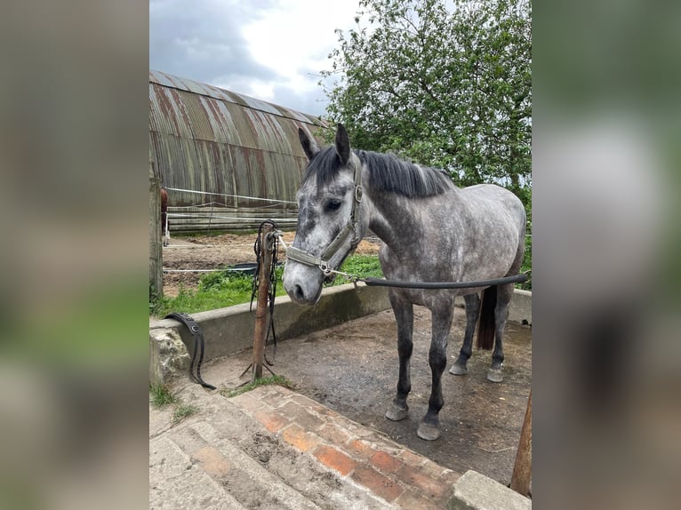 Slowakisches Warmblut Stute 4 Jahre 162 cm Schimmel in Dettighofen