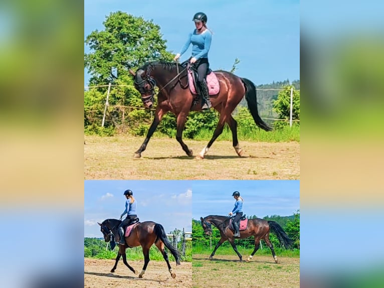 Slowakisches Warmblut Stute 5 Jahre 162 cm in Kr&#xE1;sn&#xE1; L&#xED;pa