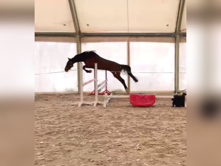 Slowakisches Warmblut Stute 5 Jahre 162 cm in Kr&#xE1;sn&#xE1; L&#xED;pa