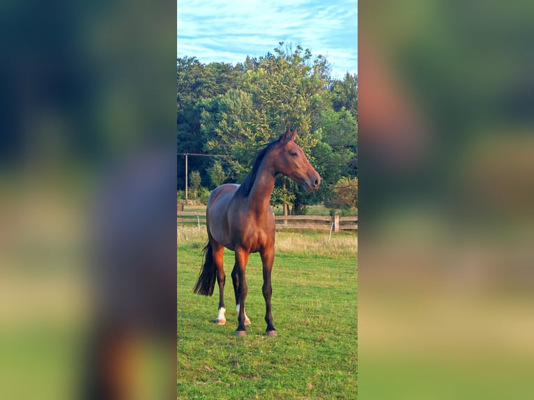 Slowakisches Warmblut Stute 5 Jahre 162 cm in Kr&#xE1;sn&#xE1; L&#xED;pa