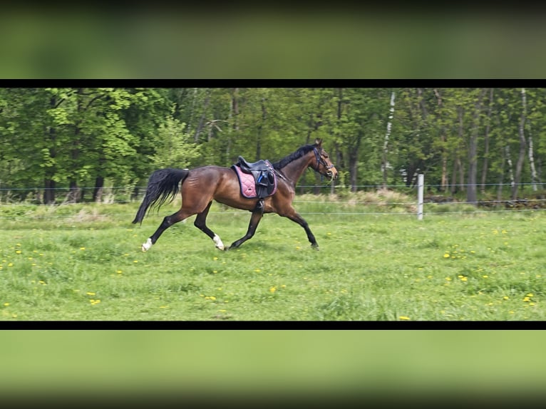 Slowakisches Warmblut Stute 5 Jahre 162 cm in Kr&#xE1;sn&#xE1; L&#xED;pa