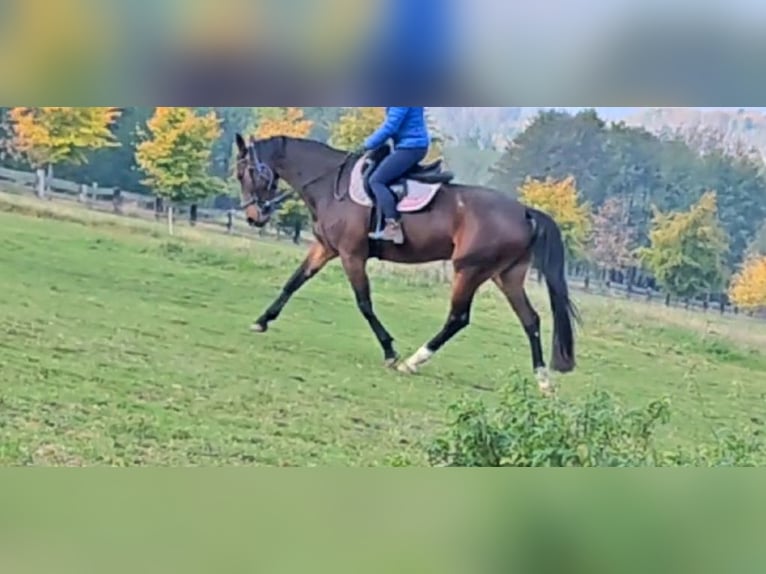 Slowakisches Warmblut Stute 5 Jahre 162 cm in Kr&#xE1;sn&#xE1; L&#xED;pa