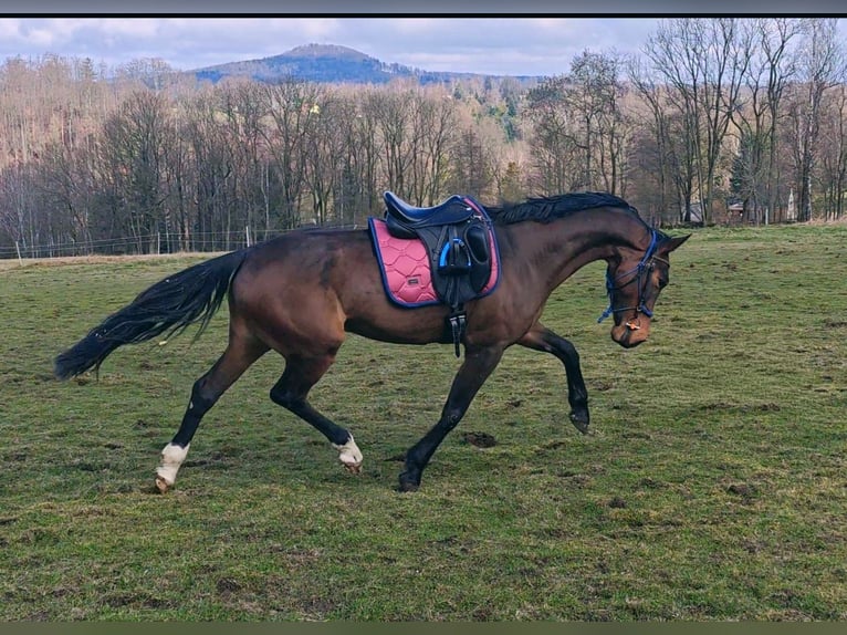 Slowakisches Warmblut Stute 5 Jahre 162 cm in Kr&#xE1;sn&#xE1; L&#xED;pa