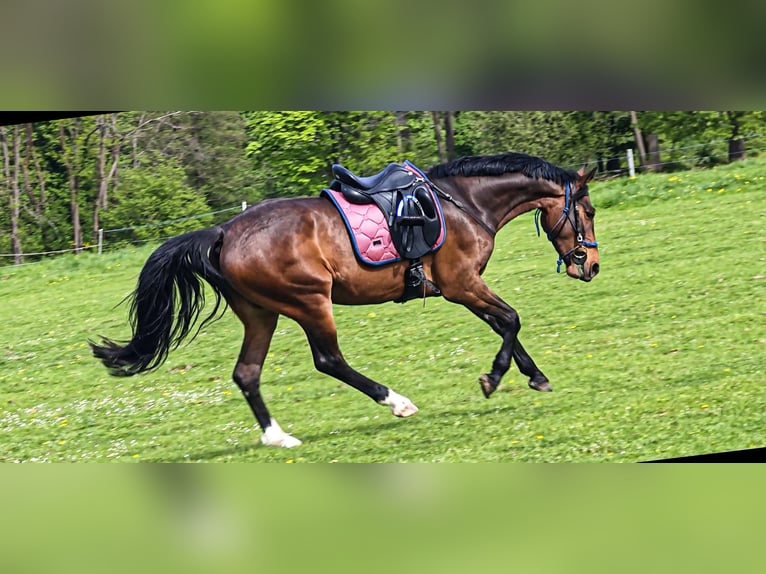 Slowakisches Warmblut Stute 5 Jahre 162 cm in Kr&#xE1;sn&#xE1; L&#xED;pa