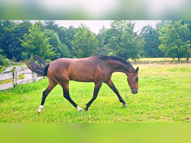 Slowakisches Warmblut Stute 5 Jahre 162 cm in Kr&#xE1;sn&#xE1; L&#xED;pa