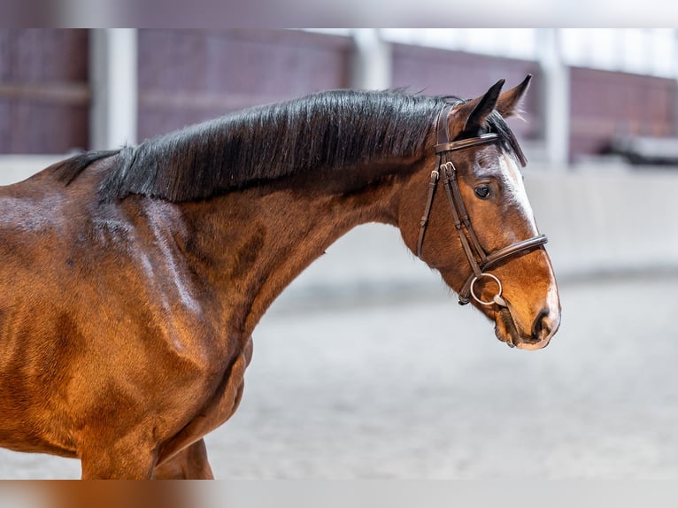 Slowakisches Warmblut Stute 5 Jahre 164 cm Rotbrauner in Dryfork