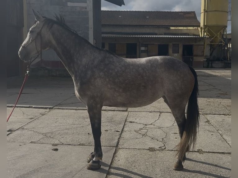 Slowakisches Warmblut Stute 5 Jahre 166 cm Schimmel in Bratislava