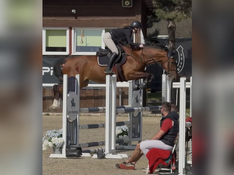 Slowakisches Warmblut Stute 5 Jahre 168 cm Rotbrauner in Bratislava