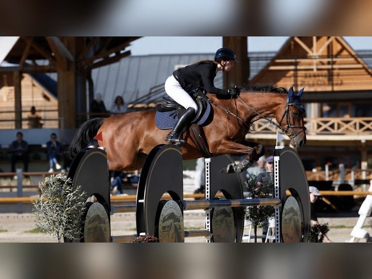 Slowakisches Warmblut Stute 5 Jahre 168 cm Rotbrauner in Bratislava
