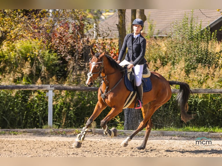 Slowakisches Warmblut Stute 5 Jahre 170 cm Brauner in Aldrans