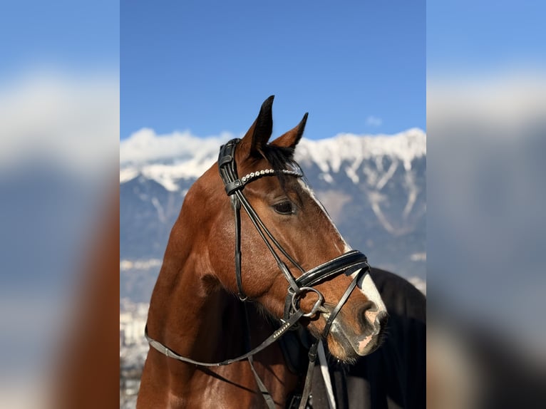 Slowakisches Warmblut Stute 5 Jahre 170 cm Brauner in Aldrans