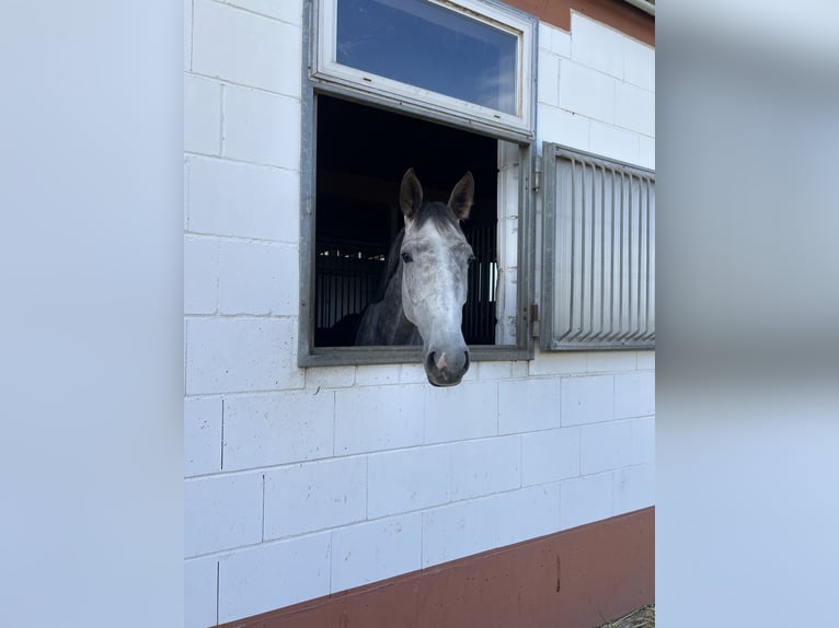 Slowakisches Warmblut Stute 5 Jahre 172 cm Schimmel in Sandhausen