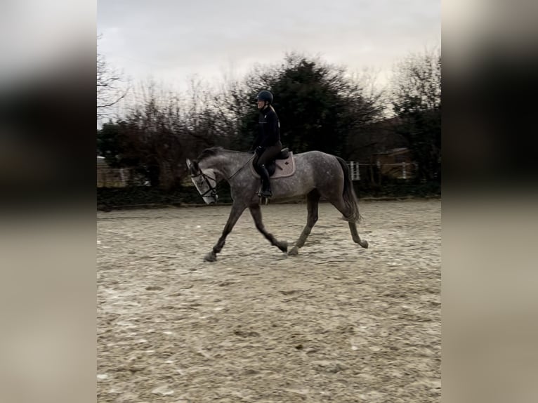 Slowakisches Warmblut Stute 5 Jahre 172 cm Schimmel in Sandhausen