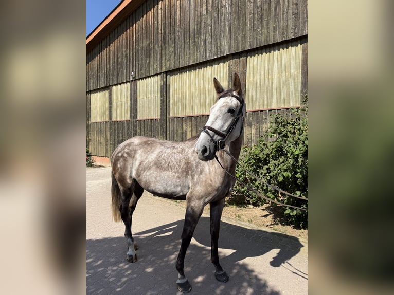 Slowakisches Warmblut Stute 5 Jahre 174 cm Schimmel in Sandhausen