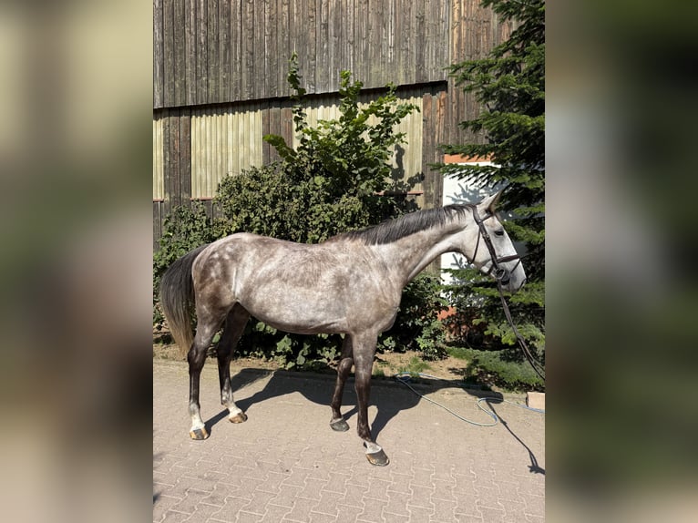 Slowakisches Warmblut Stute 5 Jahre 174 cm Schimmel in Sandhausen
