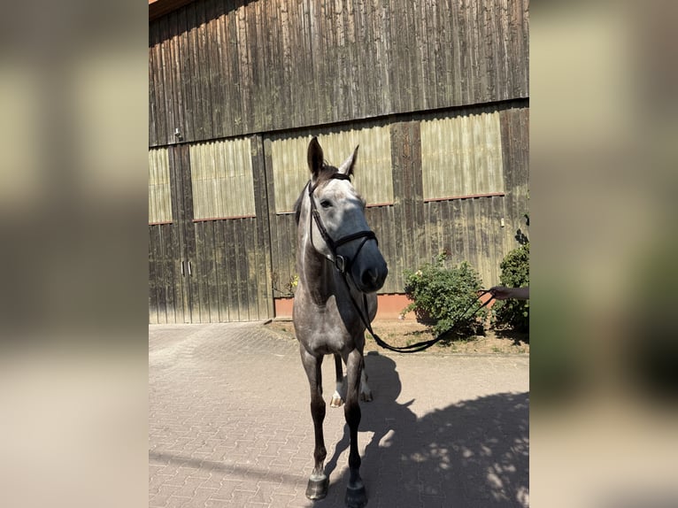 Slowakisches Warmblut Stute 5 Jahre 174 cm Schimmel in Sandhausen