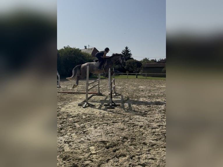 Slowakisches Warmblut Stute 5 Jahre 174 cm Schimmel in Sandhausen