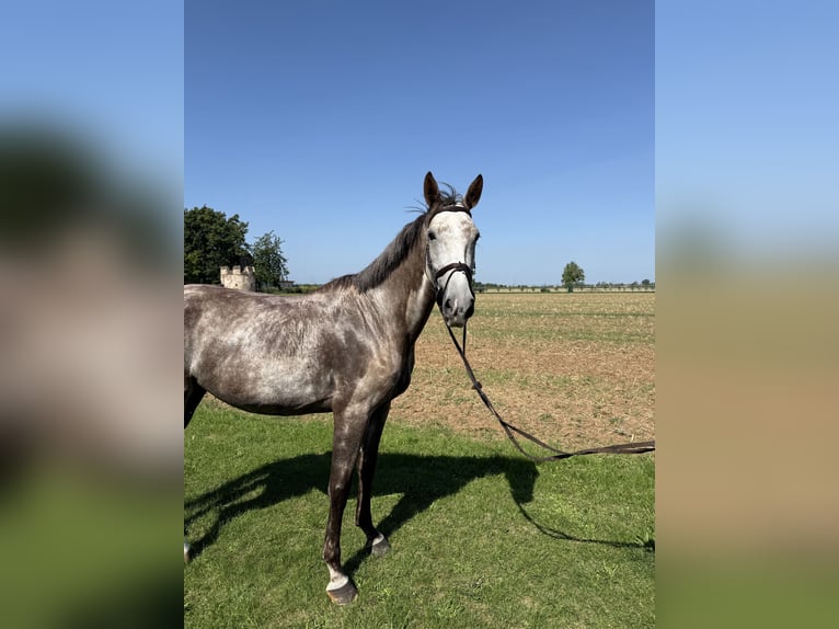 Slowakisches Warmblut Stute 5 Jahre 174 cm Schimmel in Sandhausen