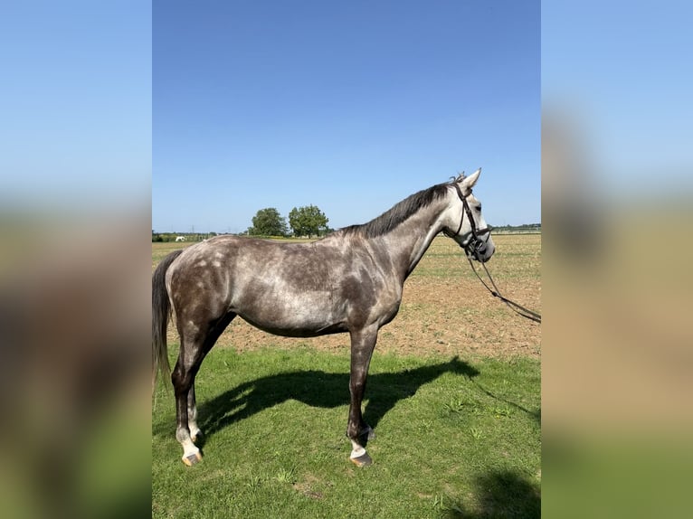 Slowakisches Warmblut Stute 5 Jahre 174 cm Schimmel in Sandhausen