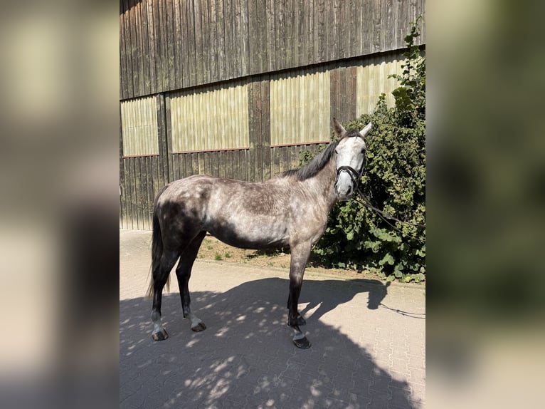 Slowakisches Warmblut Stute 5 Jahre 174 cm Schimmel in Sandhausen