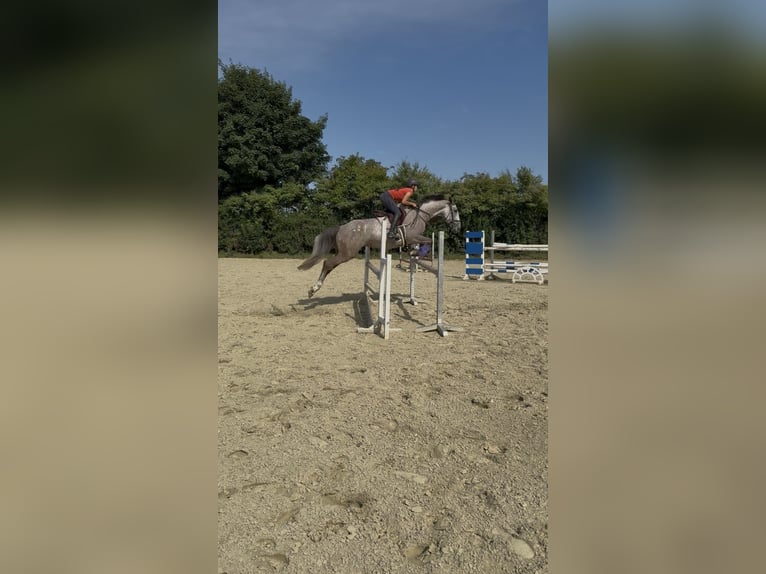 Slowakisches Warmblut Stute 5 Jahre 174 cm Schimmel in Sandhausen
