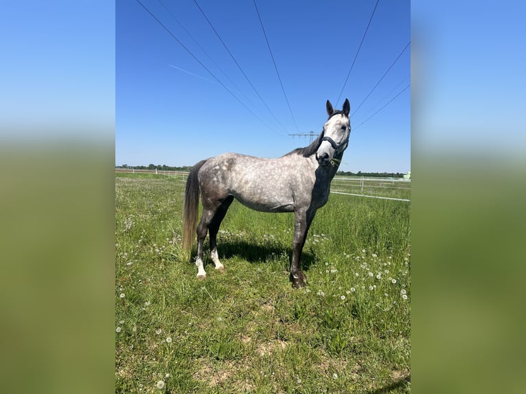 Slowakisches Warmblut Stute 5 Jahre 174 cm Schimmel in Sandhausen