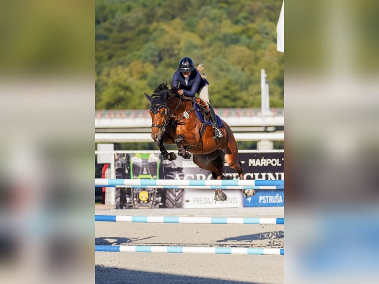 Slowakisches Warmblut Stute 6 Jahre 165 cm Rotbrauner in V&#xED;g&#x13E;a&#x161;