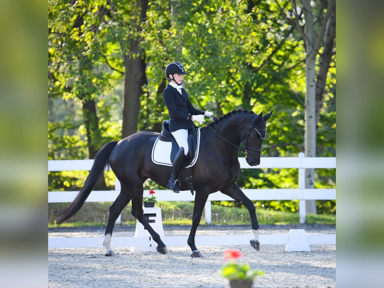 Slowakisches Warmblut Stute 6 Jahre 170 cm Rappe in Deštné v Orlických horách