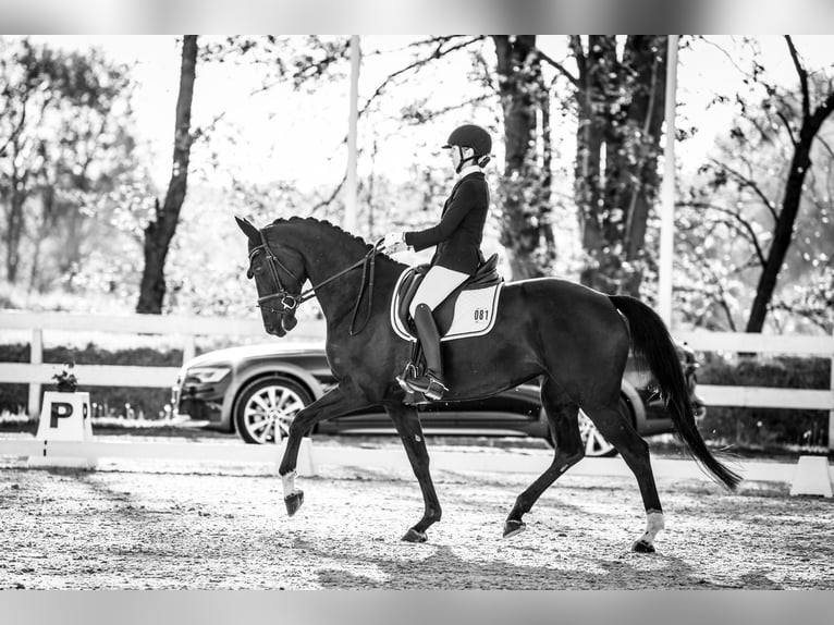 Slowakisches Warmblut Stute 6 Jahre 170 cm Rappe in Deštné v Orlických horách