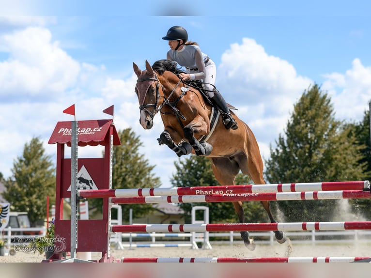 Slowakisches Warmblut Stute 6 Jahre Brauner in Ostrava, czech republik