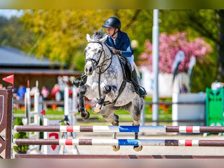 Slowakisches Warmblut Stute 7 Jahre 168 cm Schimmel in OBROK