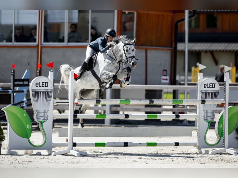 Slowakisches Warmblut Stute 7 Jahre 168 cm Schimmel in OBROK