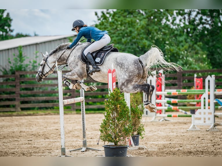 Slowakisches Warmblut Stute 7 Jahre 168 cm Schimmel in OBROK