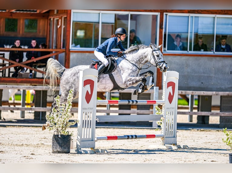 Slowakisches Warmblut Stute 7 Jahre 168 cm Schimmel in OBROK