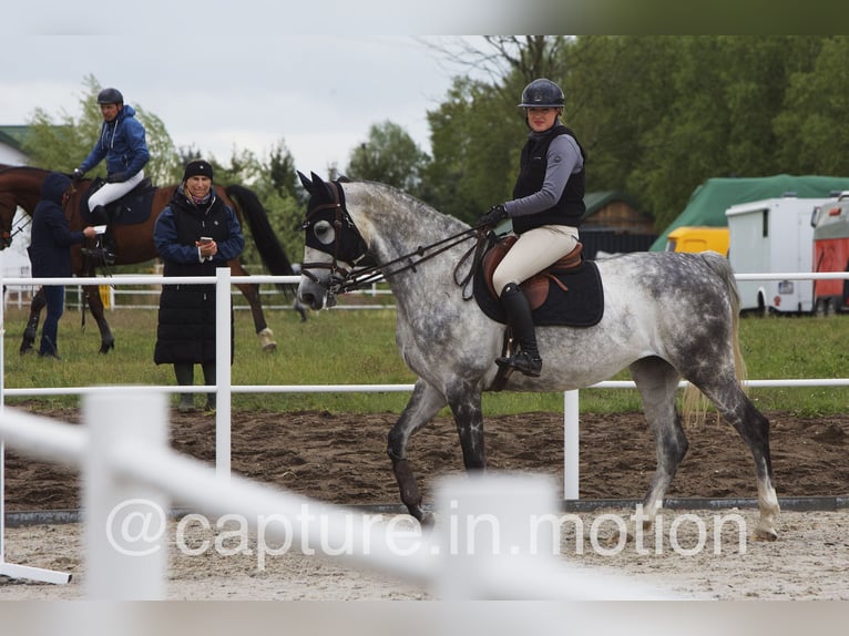 Slowakisches Warmblut Stute 7 Jahre 168 cm Schimmel in Warsaw